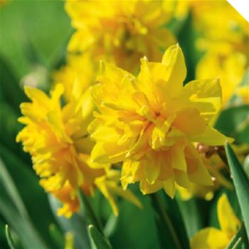 Narcis 'Tete de Luxe' 10ks