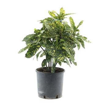 Aukuba japonská Crotonifolia Gold květináč 5 litrů, výška 40/60cm, keř