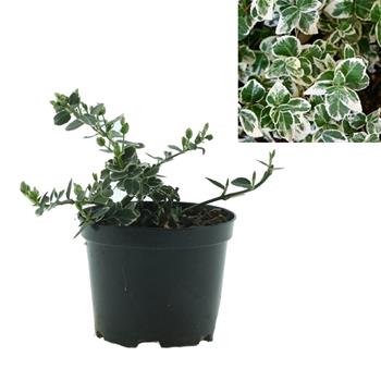 Brslen Fortunův Emerald Gaiety výška 15/20cm, květináč 1 litr