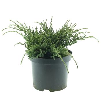 Jalovec šupinatý Holger květináč 2 litry, výška 20/25cm, pokryvný