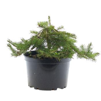 Smrk ztepilý Formánek květináč 4 litry, výška 20/30cm, pokryvný