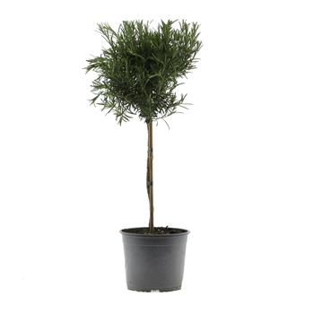 Rozmarýn lékařský kmínek 30cm, květináč 18cm