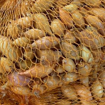 Sazečka 'Všetana' balení 500g