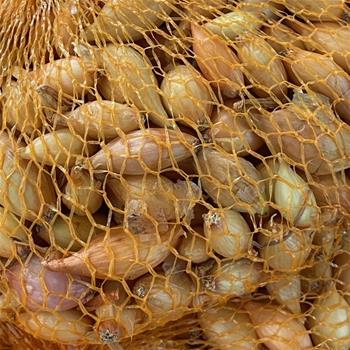 Sazečka 'Štutgart' balení 500g
