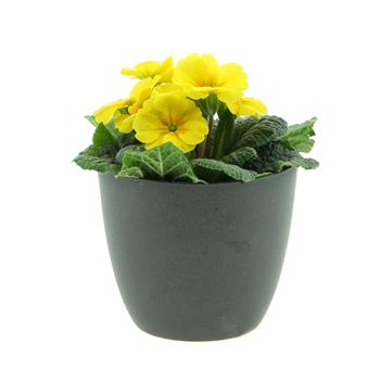 Petrklíč květináč 9cm