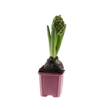 Hyacint mix květináč 7cm