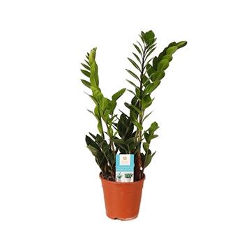 Zamioculcas zamiifolia P14 6+