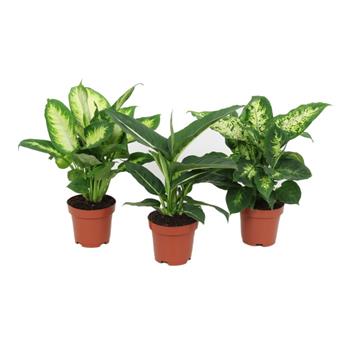 Difenbachie mix květináč 12cm