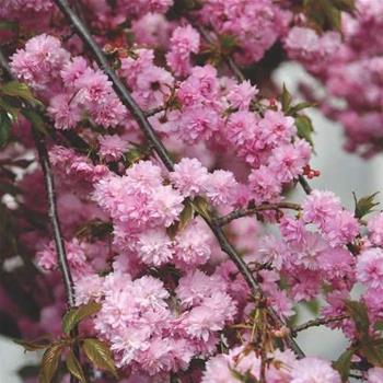 Třešeň pilovitá 'Kiku-Shidare Sakura' obvod kmene 14/16