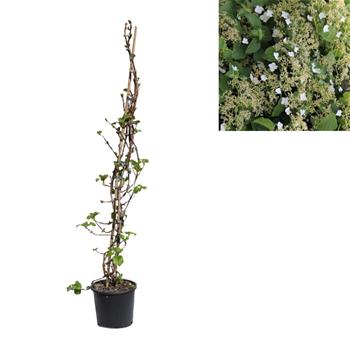 Hortenzie řapíkatá květináč 10 litrů, výška 100/+cm, vyvazovaný