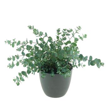 Blahovičník květináč 13cm
