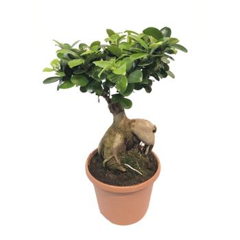 Fíkovník maloplodý květináč/miska 17cm, bonsai