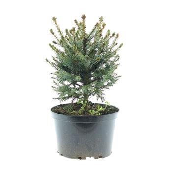 Smrk Pančičův Nana květináč 4 litry, výška 25/35cm, keř