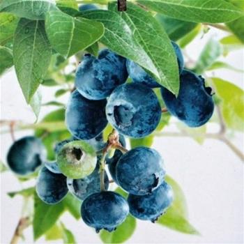 Kanadská borůvka Bluecrop květináč 2 litry, výška 40/60cm, keř, částečně samosprašná