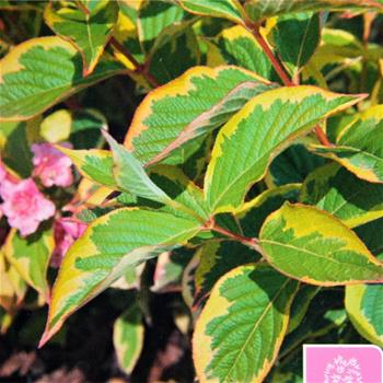 Vajgélie květnatá Nana Variegata květináč 5 litrů, výška 60/80cm, keř
