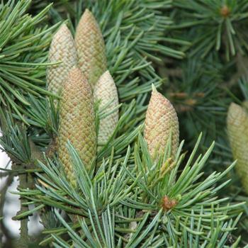 Cedr atlaský 'Glauca Pendula' 10 litrů