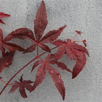 Javor dlanitolistý Atropurpureum květináč 10,5cm, výška 10/15cm, keř