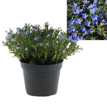 Kamejka Heavenly Blue 1,5 litru