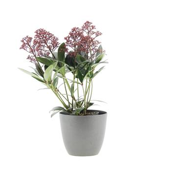 Skimie japonská Rubella květináč 11cm, výška 15/20cm, keř