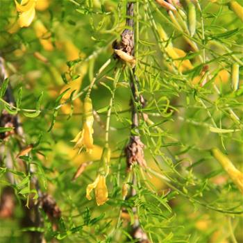 Čimišník stromovitý Pendula kmínek 120cm, květináč 15 litrů, stromek
