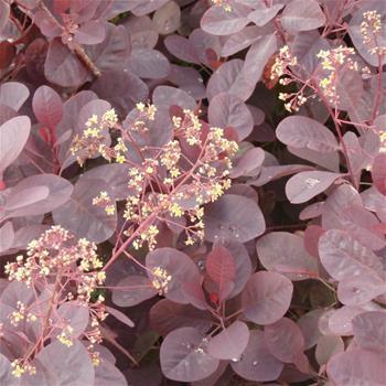 Růj vlasatá Royal Purple květináč 2,5 litru, výška 30/40cm, keř