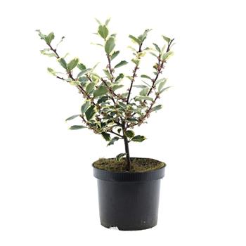 Cesmína ostrolistá Argenteomarginata květináč 2,5 litru, výška 30/40cm, keř, samice