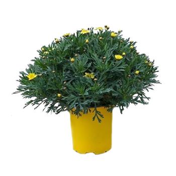 Kopretinovec dřevnatý - žlutý, květináč 18cm