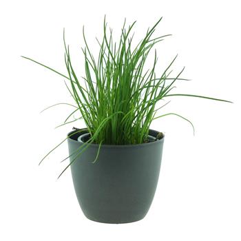 Pažitka květináč 14cm