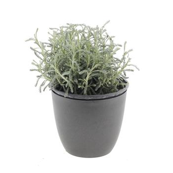 Svatolína cypřišová květináč 14cm