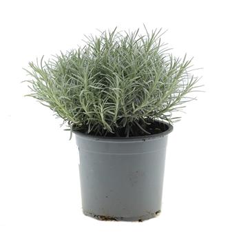 Smil italský květináč 14cm
