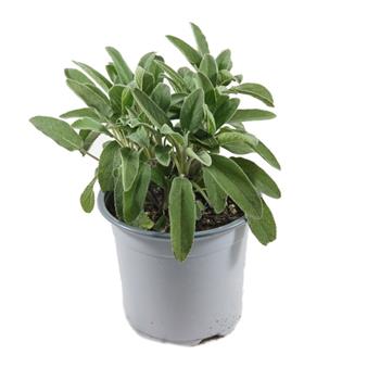 Šalvěj lékařská květináč 14cm
