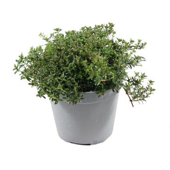 Saturejka horská květináč 14cm