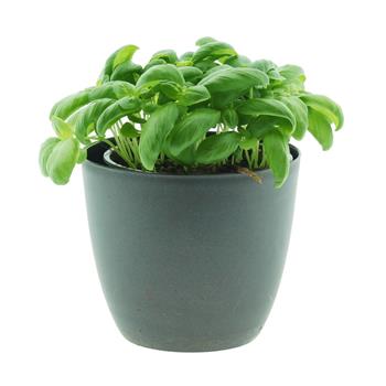 Bazalka květináč 14cm