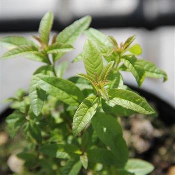 Verbena citronová květináč 14cm