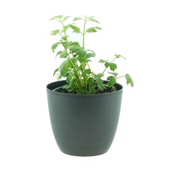 Libeček lékařský 14cm