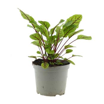 Šťovík květináč 14cm