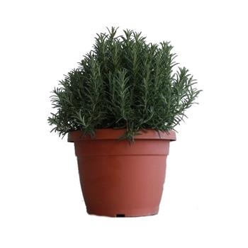 Rozmarýn lékařský květináč 25cm