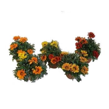 Gazánie květináč 18cm