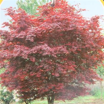 Javor dlanitolistý Bloodgood květináč 15 litrů, výška 80/100cm, keř