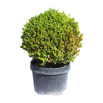 Zimostráz vždyzelený Faulkner květináč 20 litrů, průměr 40/45cm, koule