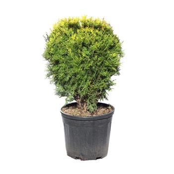Zerav východní Compacta Aurea Nana květináč 15 litrů, průměr 30/40cm, keř