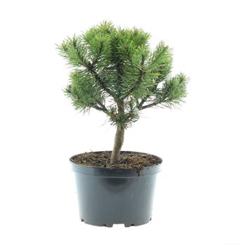Borovice kleč Echiniformis výška 20/40cm, květináč 3 litry