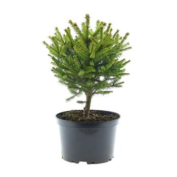 Smrk ztepilý Compacta květináč 5 litrů, výška 40/50cm, keř