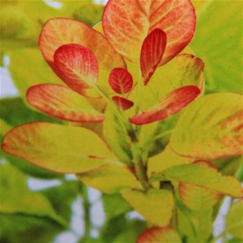 Růj vlasatá Golden Spirit® květináč 2,5 litru, výška 20/30cm, keř