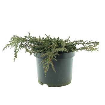 Jalovec obecný Green Carpet  květináč 2,5litru