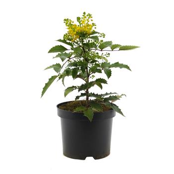 Mahonie cesmínolistá Apollo květináč 2,5 litru, výška 25/30cm, keř