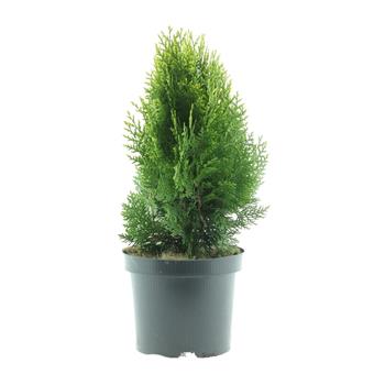 Zerav východní Aurea Nana květináč 2,5 litru, výška 25/30cm, keř