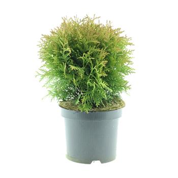 Zerav západní Danica květináč 2 litry, výška 15/20cm, keř