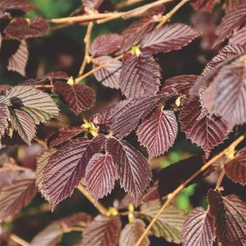 Líska největší Purpurea výška 125/150cm, květináč 12 litrů