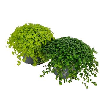 Soleirolie, domácí štěstí mix, květináč 13cm